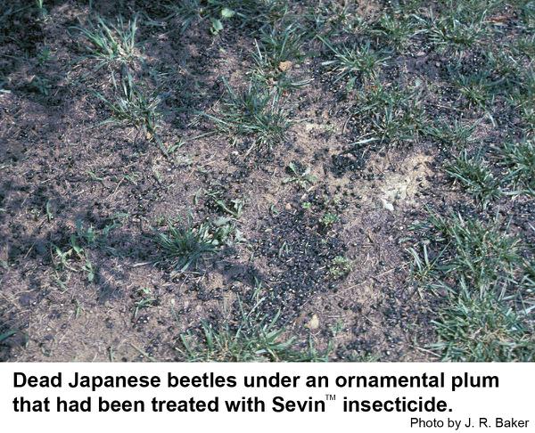 Dead Japanese beetles under a plum tree treated with Sevin